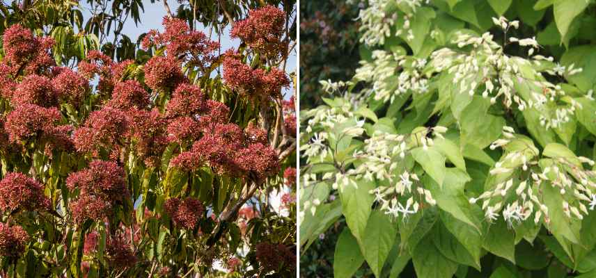 arbres floraison automne