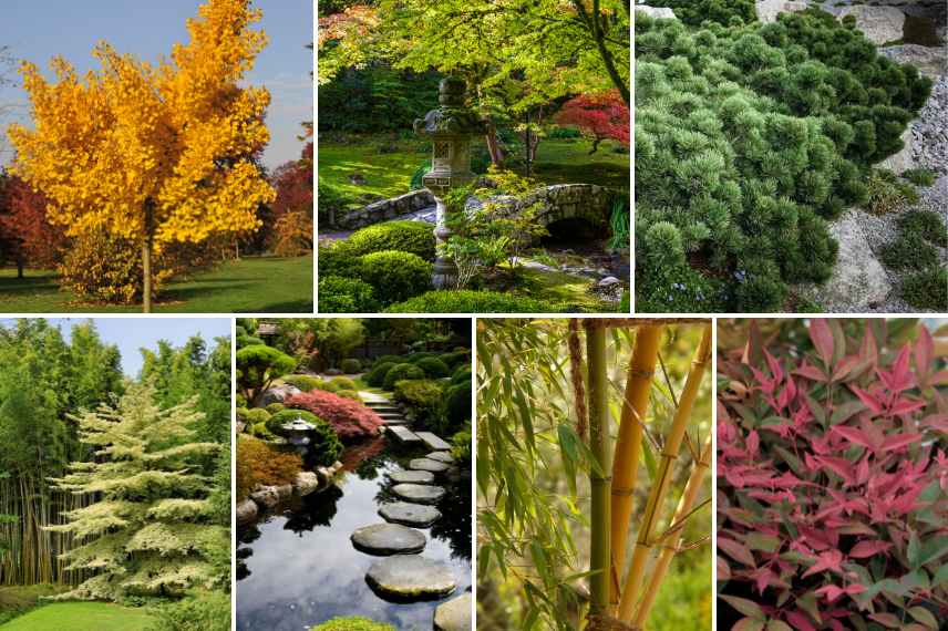 ginkgo dans jardin japonais