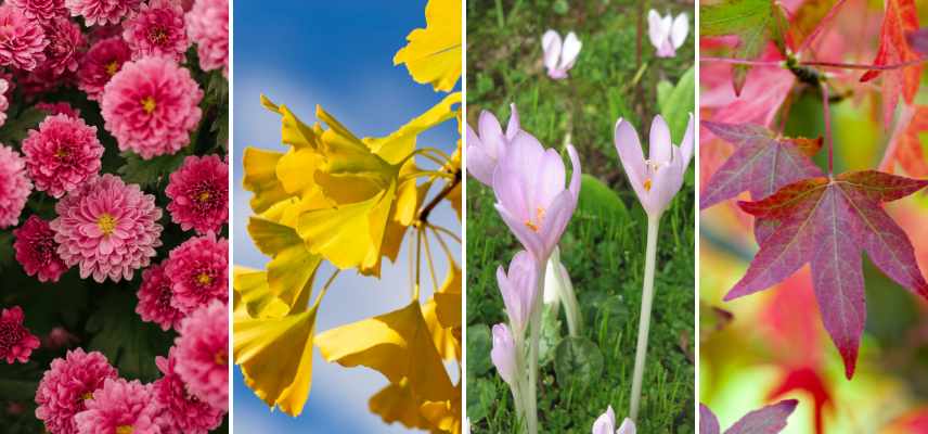 plantes arbustes coloration automnale