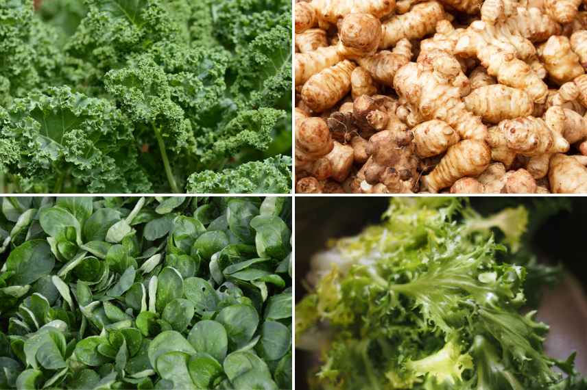 quels légumes cultiver en hiver quand il gèle ?