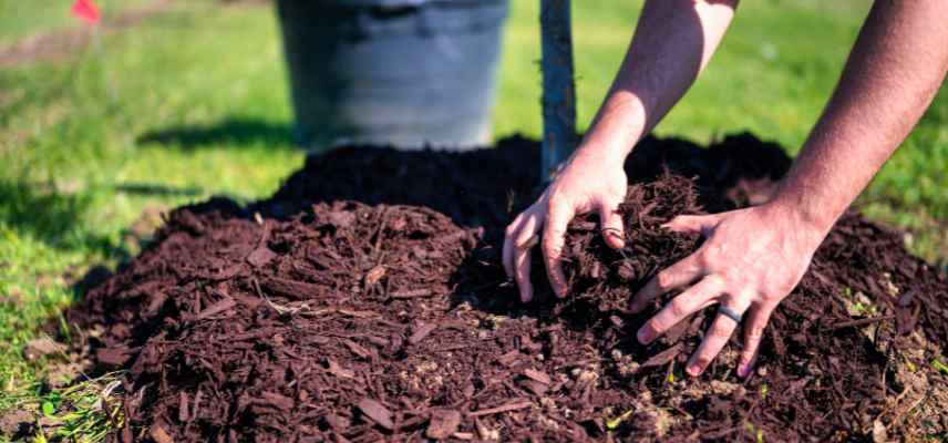 paillage organique a la plantation