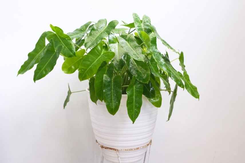 maladies et parasites du philodendron