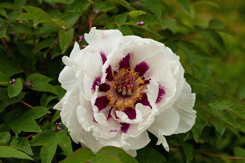 paeonia-suffruticosa