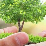 Planter un arbre à la Sainte-Catherine : un rituel à (re)découvrir