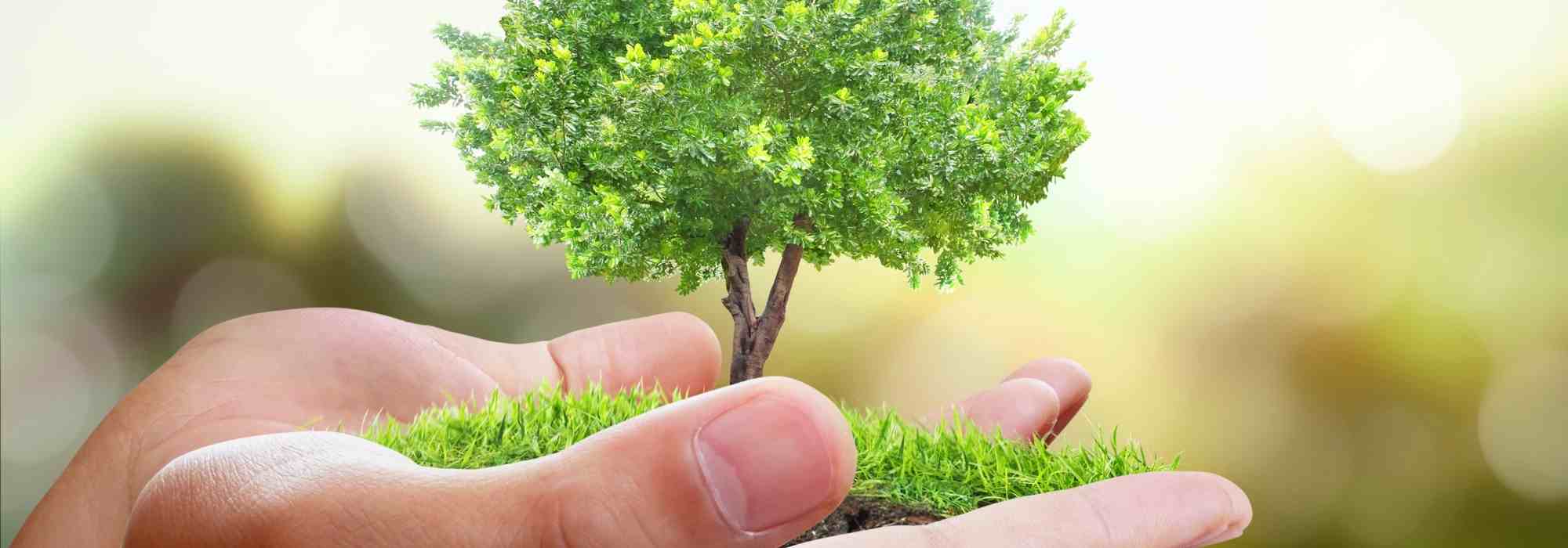 Planter un arbre à la Sainte-Catherine : un rituel à (re)découvrir