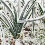 Quels légumes cultiver quand il gèle au potager ?