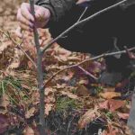 Planter à la Sainte-Catherine : les erreurs à éviter