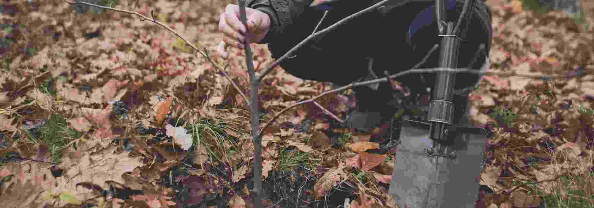 Planter à la Sainte-Catherine : les erreurs à éviter