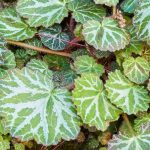 Saxifrage d'intérieur : entretien, culture