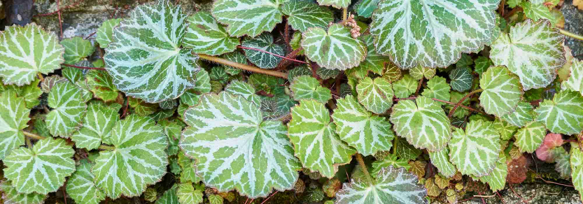 Saxifrage d'intérieur : entretien, culture