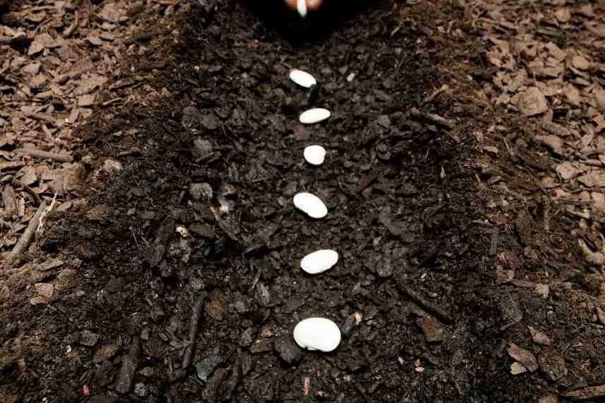 erreurs courantes autour du semis de graines potagères