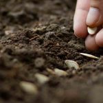 Semis de graines potagères : les erreurs fréquentes à éviter !