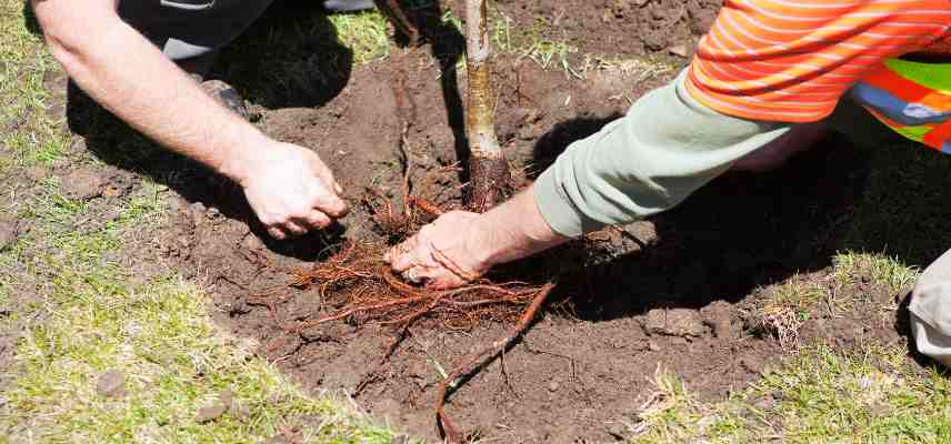preparation sol avant plantation