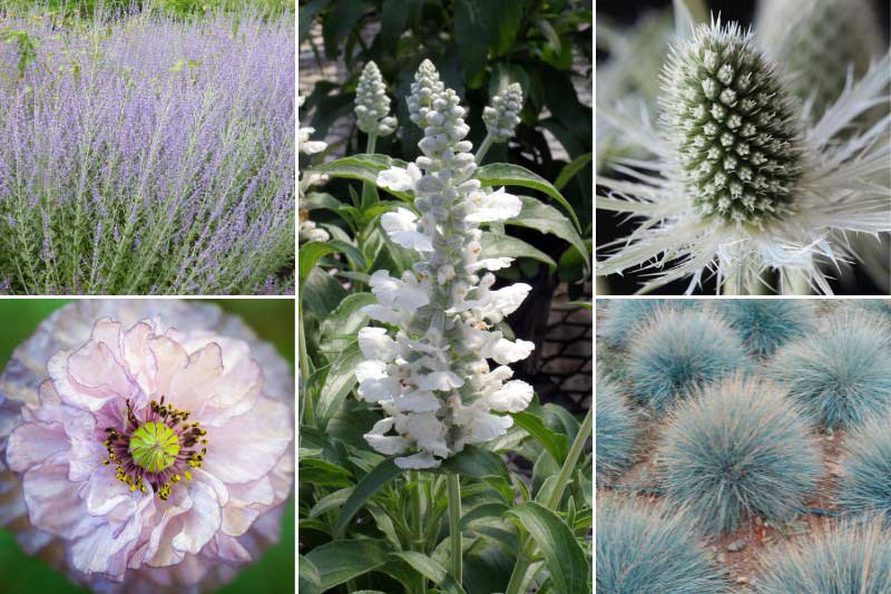 Associer la couleur Cloud Dancer dans un massif blanc, gris et bleuté