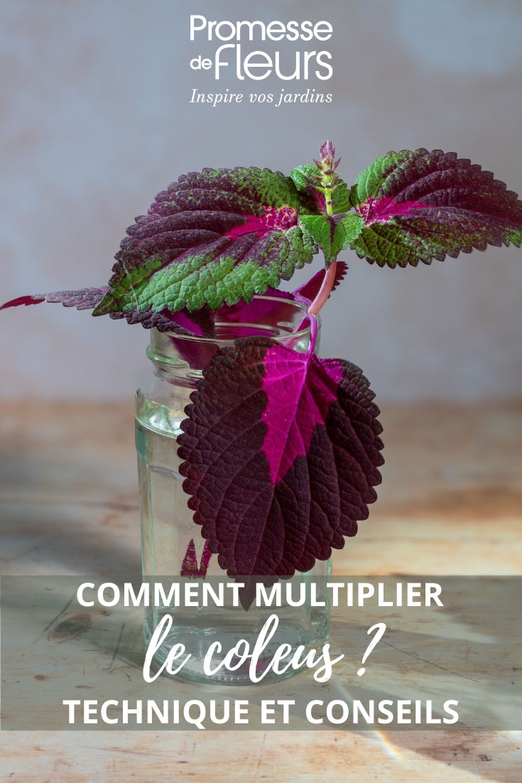 Comment multiplier le coleus comment bouturer un coleus