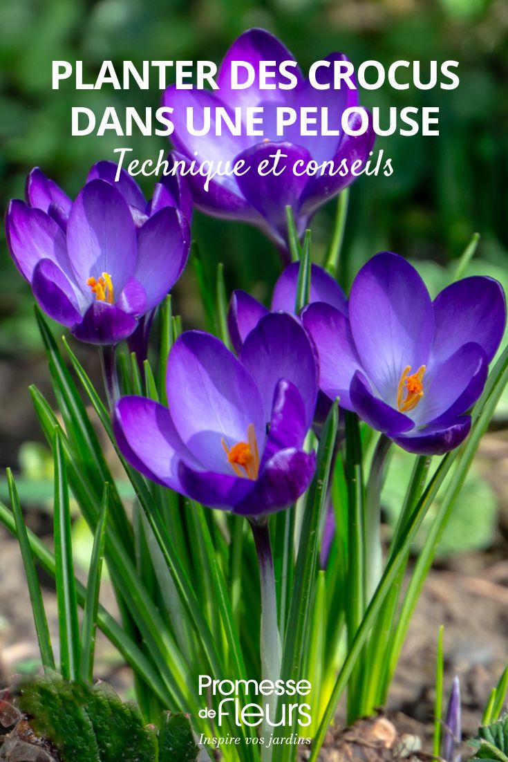 Comment planter des Crocus dans une pelouse fleurs de crocus