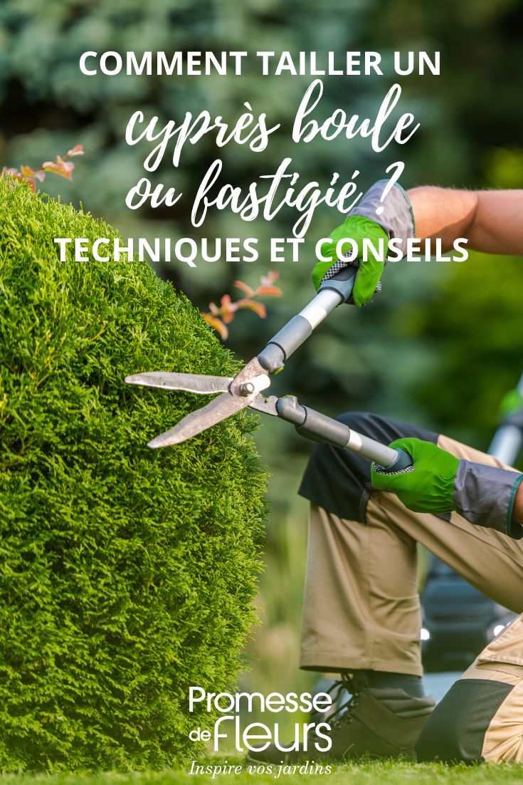 taille d'un cypres en boule