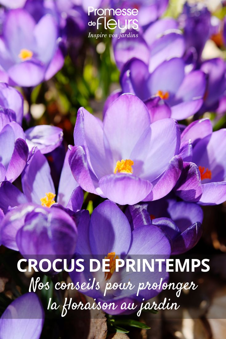 crocus violet
