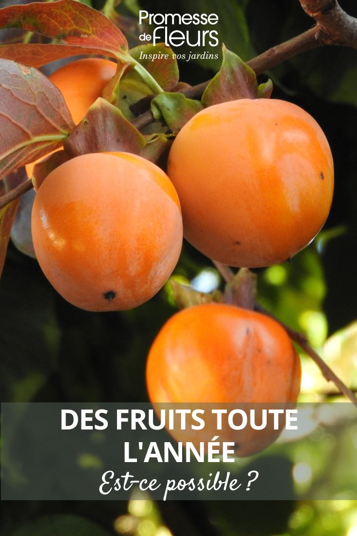 Des fruits toute l'année est-ce possible des kakis