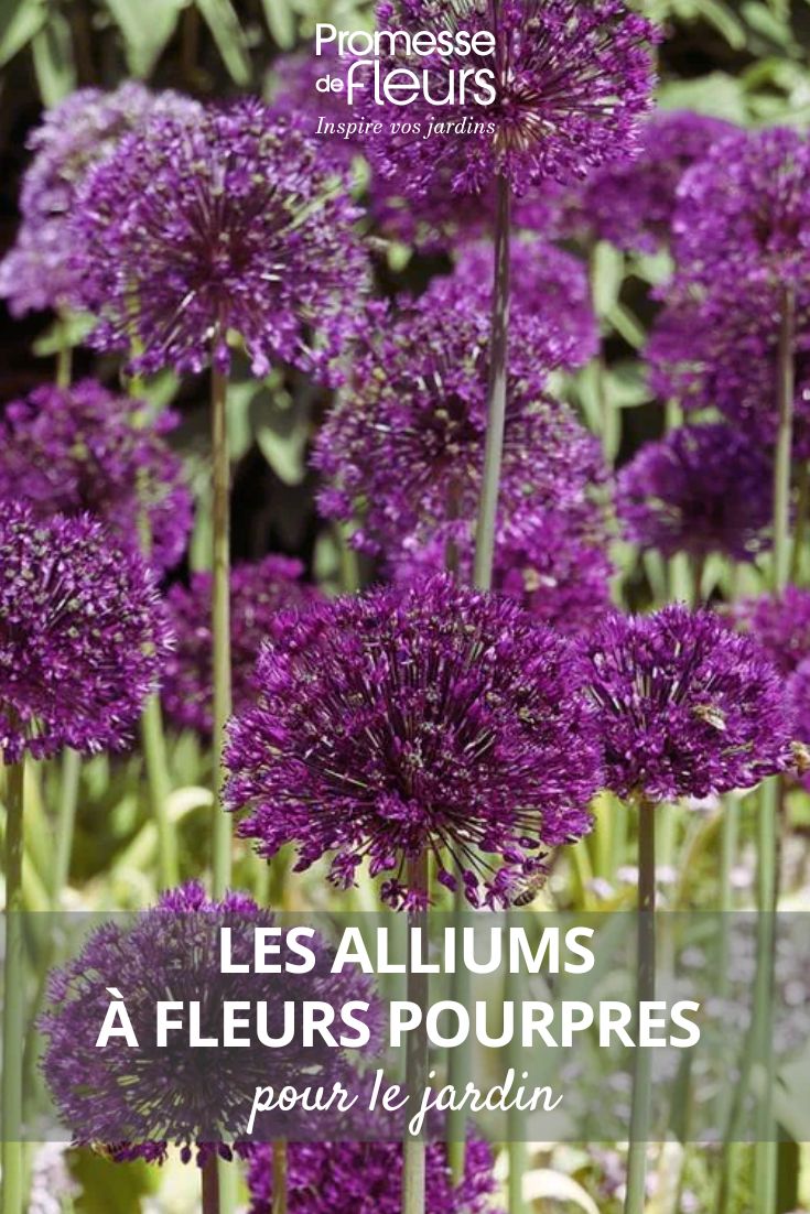 Les alliums ou ails d'ornement à fleurs pourpres pour le jardin (1) Ail d'ornement - Allium aflatunense Purple Sensation