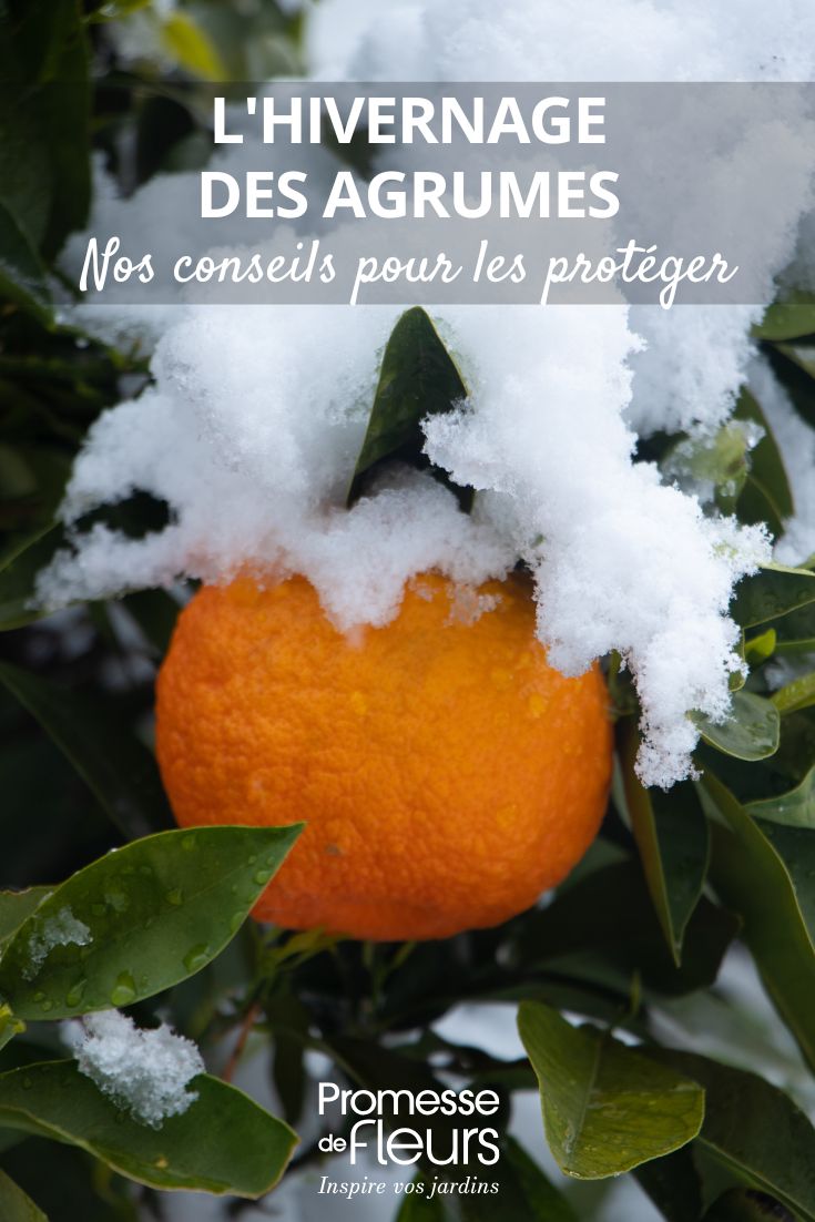 L'hivernage des agrumes essentiel pour leur survie (1) oranger sous la neige