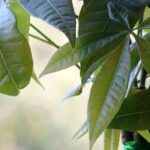 Pachira : l’entretien au fil des saisons