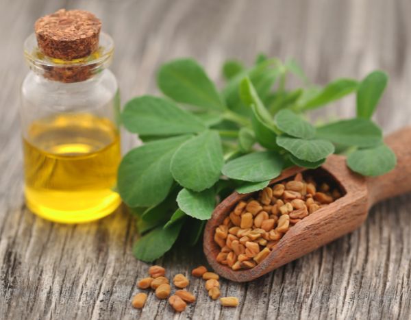 Comment faire de l’huile de fenugrec ?