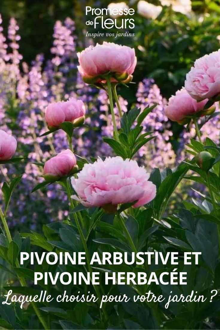 Pivoine arbustive et pivoine herbacée laquelle choisir pour votre jardin (1) pivoines au jardin