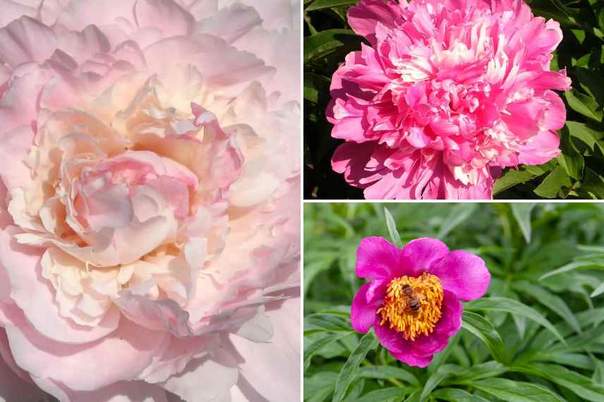 comment choisir une pivoine