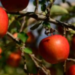 Des fruits toute l'année : est-ce possible ?