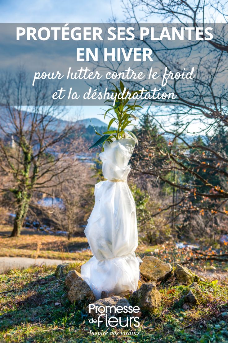 Protéger ses plantes en hiver lutter contre le froid et la déshydratation (1) voile d'hivernage sur plante