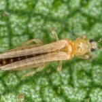 Comment se débarrasser des thrips sur les plantes d'intérieur ?