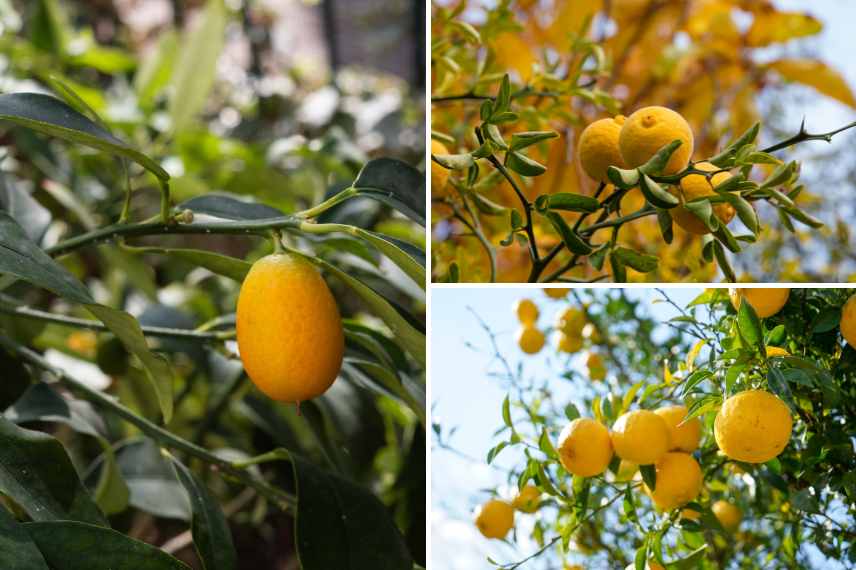 Hiverner les agrumes : comment faire ?