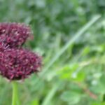 Les Alliums ou ails d'ornement à fleurs pourpres