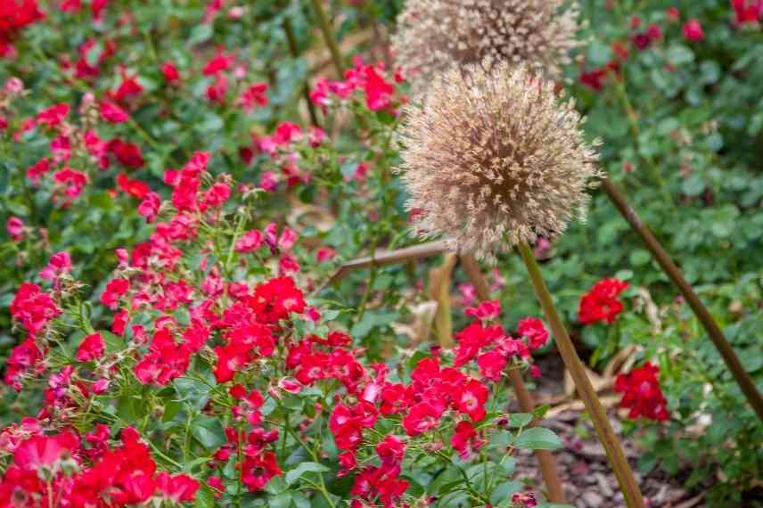 alliums de grande taille