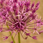 Ail d'ornement : découvrez les plus belles variétés à fleurs roses !