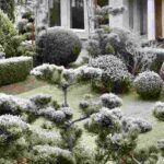 Les conifères au jardin : jouez les associations naturelles pour l'hiver !