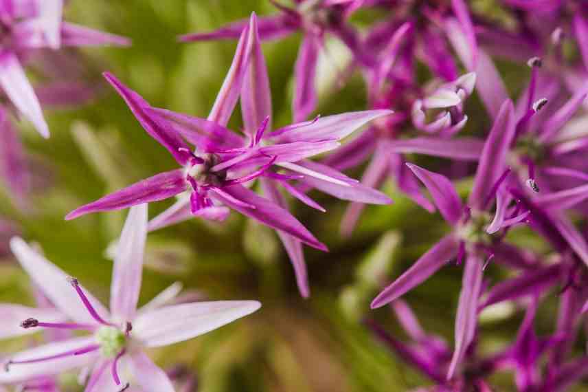 aulx d'ornement à fleurs roses