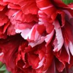 Pivoine arbustive et pivoine herbacée : laquelle choisir pour votre jardin ?