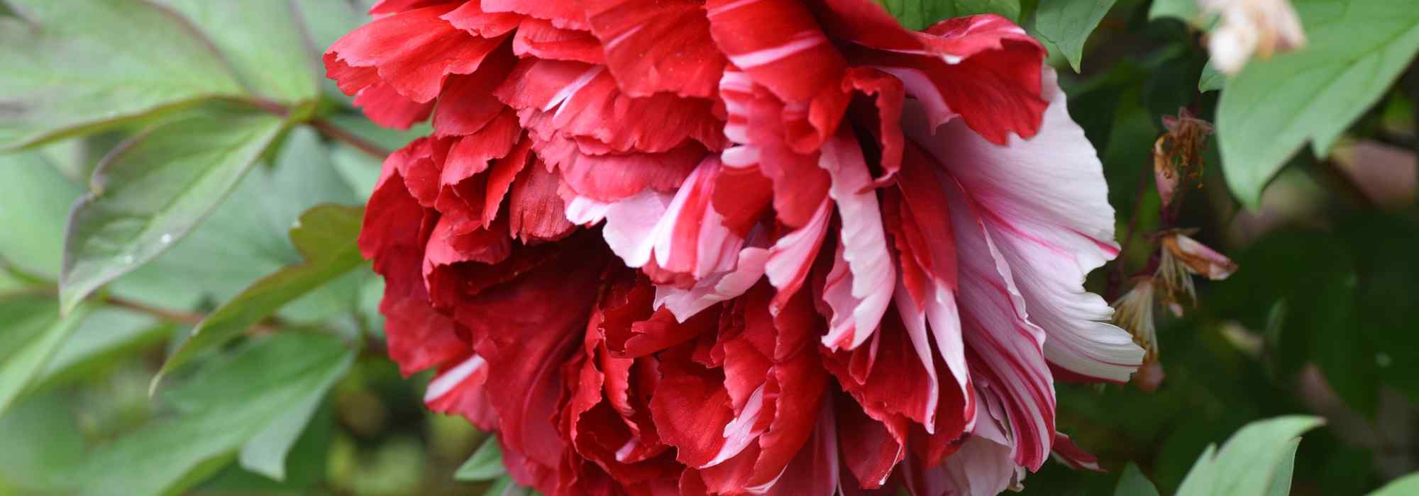 Pivoine arbustive et pivoine herbacée : laquelle choisir pour votre jardin ?