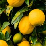 Comment bien nourrir ses agrumes ?