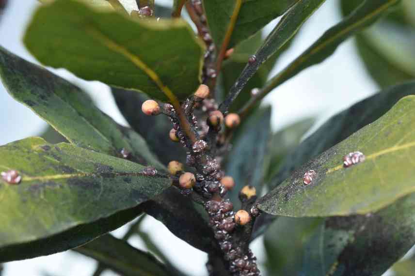 comment se débarrasser des cochenilles sur les plantes d'intérieur ?