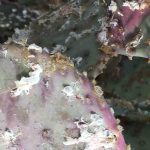 Comment se débarrasser naturellement des cochenilles sur les plantes d'intérieur ?