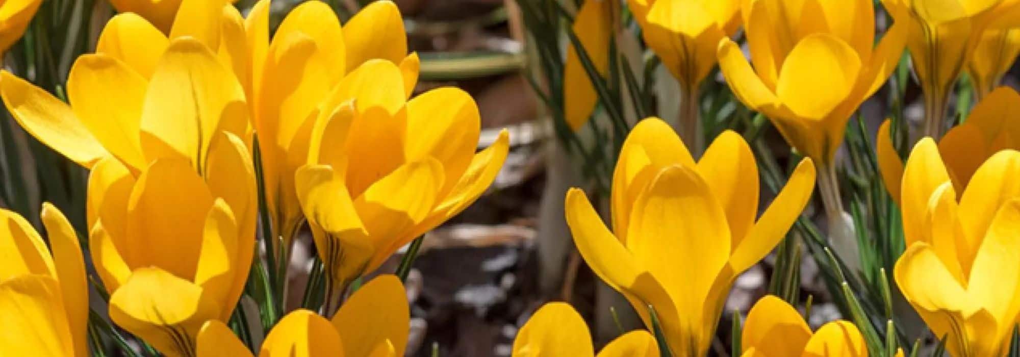 Crocus de printemps : comment obtenir une floraison plus longue au jardin ?