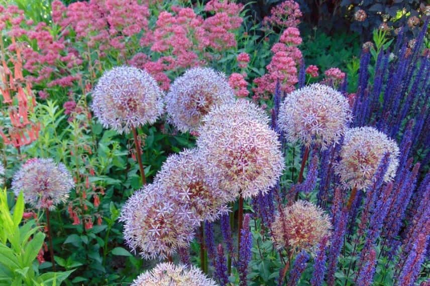 massifs de fleurs au jardin avec des alliums