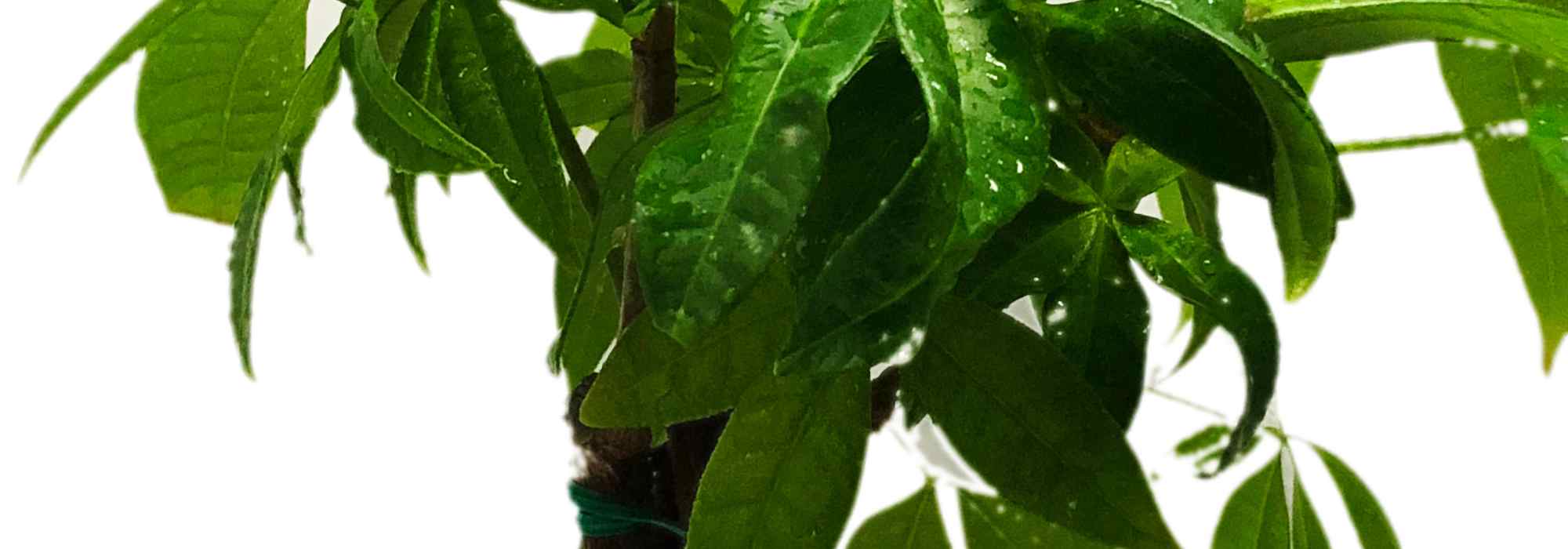 Les maladies et parasites du Pachira