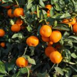 Comment cultiver un agrume en pleine terre pour optimiser la fructification ?