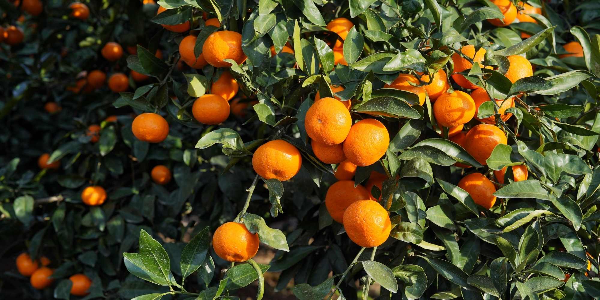 Comment cultiver un agrume en pleine terre pour optimiser la fructification ?