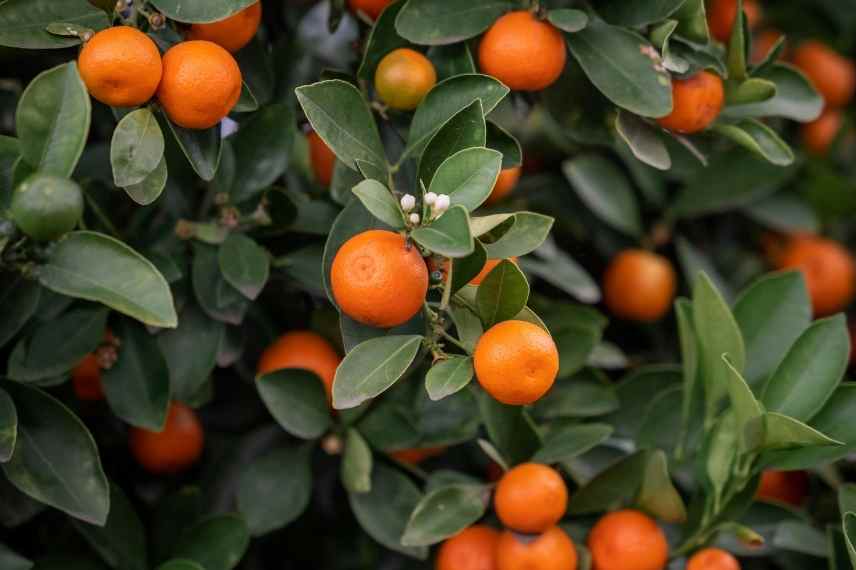 hivernage des agrumes