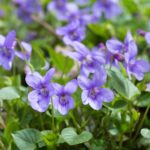 La myrmécochorie : quand les fourmis se font jardinières...